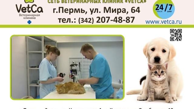 Ветеринарная клиника Ветка смотреть онлайн