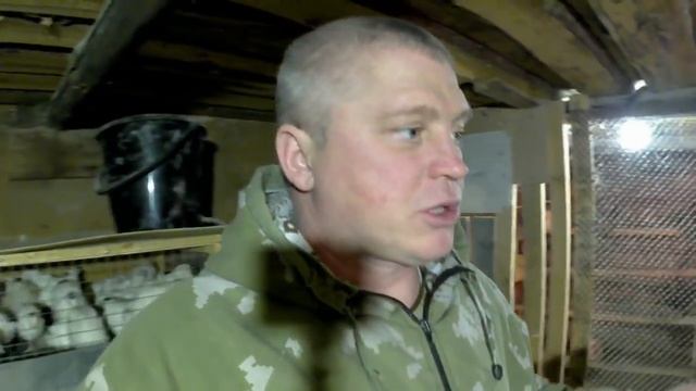 ?Как пережили морозы мои перепелки// Перепела в 29 и 11 дней смотреть онлайн