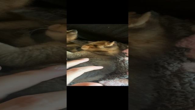 Котята Каракет ф4