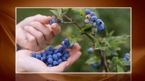 Голубика для выращивания Денис Блю