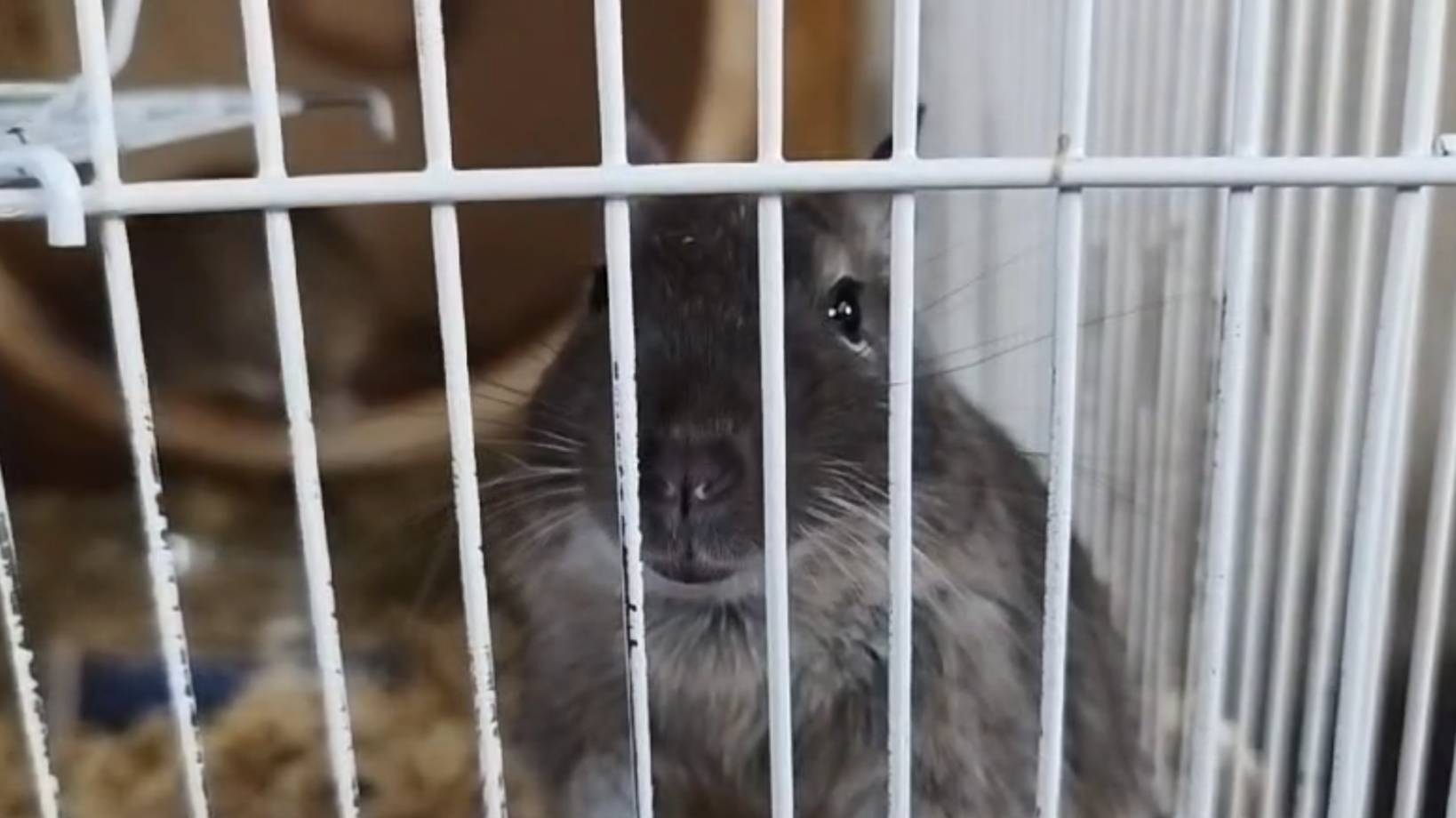 Белки Дегу смотреть онлайн