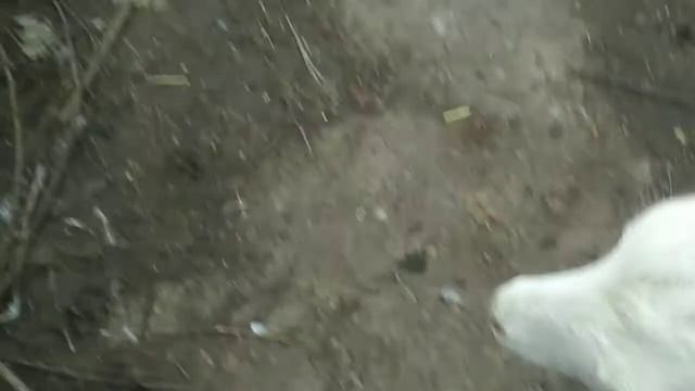 Первый раз варю сыр из козьего молока//Новая газовая плита. смотреть онлайн