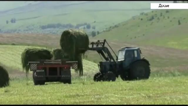 Больше половины районов края уже заготавливает корм для сельхозживотных смотреть онлайн