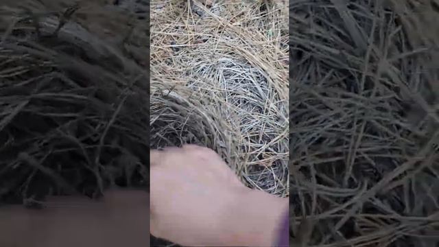 Picking Spring King Bolete Mushroom ? ? Spring Porcini | Steinpilze смотреть онлайн