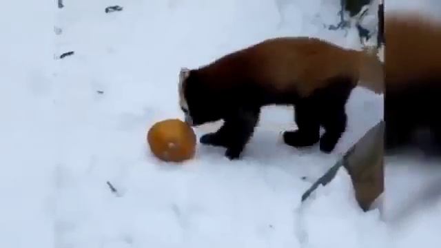 Красные панды Интересное видео про животных новинка смотреть онлайн