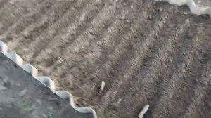 Посев раннего редиса в теплице шаг за шагом