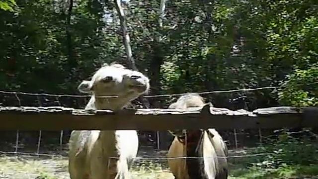 Bactrian camels in the Abony Zoo/Двогрба камила/Двугорбый верблюд/Kameel/Camelus bactrianus смотреть онлайн
