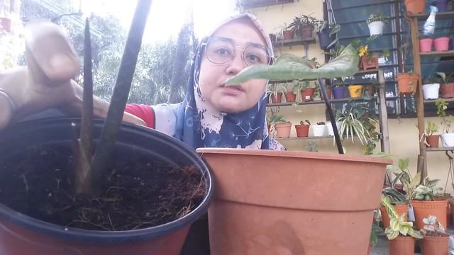 Pokok Keladi Yang Dah Mati Jangan Dibuang