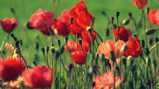 лето ушло смотреть онлайн