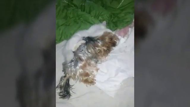Йорк Боня + Мейн кун Белка смотреть онлайн