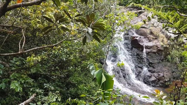 Park Narodowy Black River Gorges (6) w cyklu Ja i Mauritius смотреть онлайн