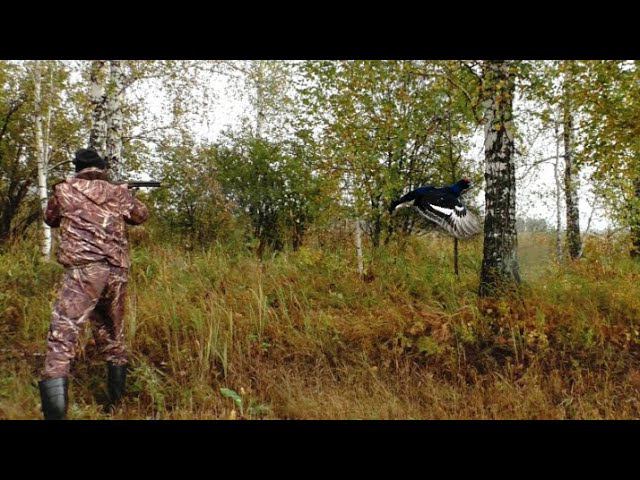 ОХОТА НА ТЕТЕРЕВА С ПОДХОДА 2021. ШИКАРНЫЙ, ЗДОРОВЕННЫЙ КОСАЧ... смотреть онлайн