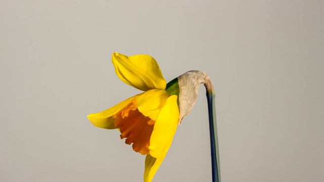Royalty Free No Copyright Stock Footage HD 4k, Narcissus, Bloom Yellow Flower, Blossom, Timelapse