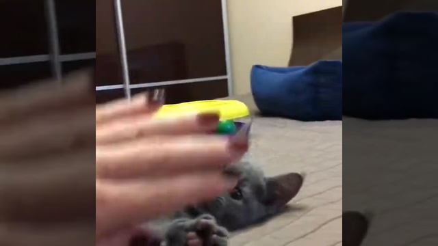 Продаются русские голубые котята! Русская голубая! Русские голубые котята! Питомник Ruzara смотреть онлайн