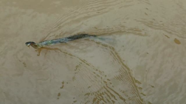 Змеи-спасатели вытащили трактор из грязи смотреть онлайн