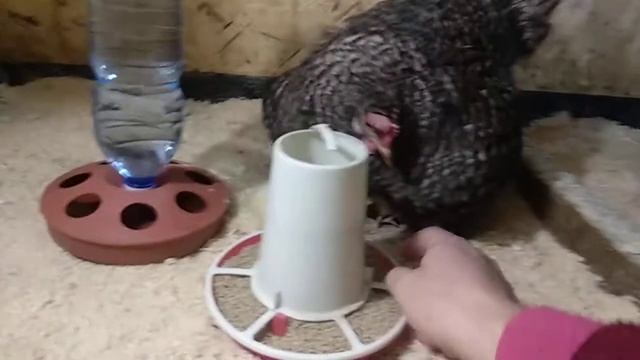 Зимние цыплята смотреть онлайн