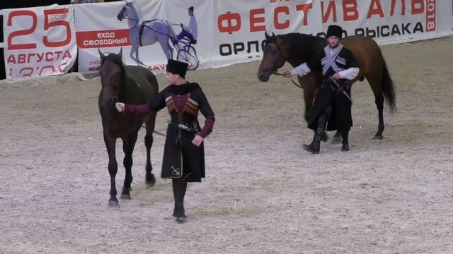 Удар копытом сбил его с ног! Кабардинская порода лошадей #Иппосфера /Kabardian horse #Hipposphere смотреть онлайн
