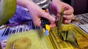 Растения-хищники на подоконнике.Плесень в Саррацении.