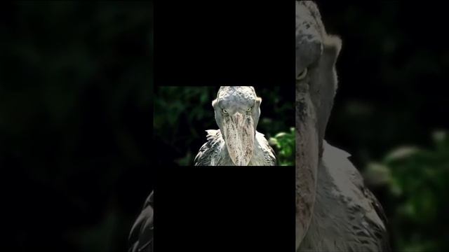 Самая страшная птица в мире смотреть онлайн