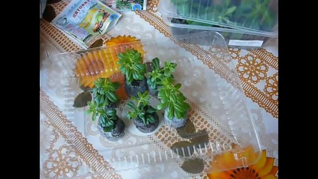 Петунии, калиброши , уход и т д