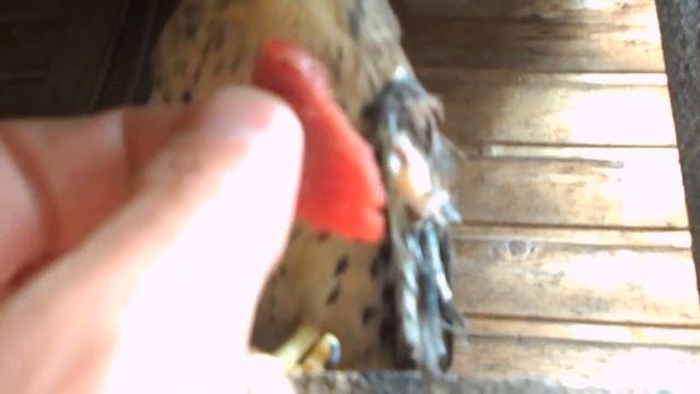 Как едят в деревне? смотреть онлайн