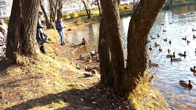 Ярославль Крестовский пруд смотреть онлайн