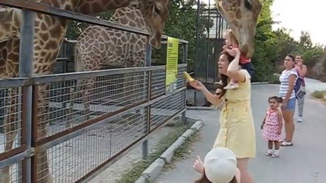 Жираф кушает ребенка. Парк львов "Тайган" 2015 год Крым смотреть онлайн