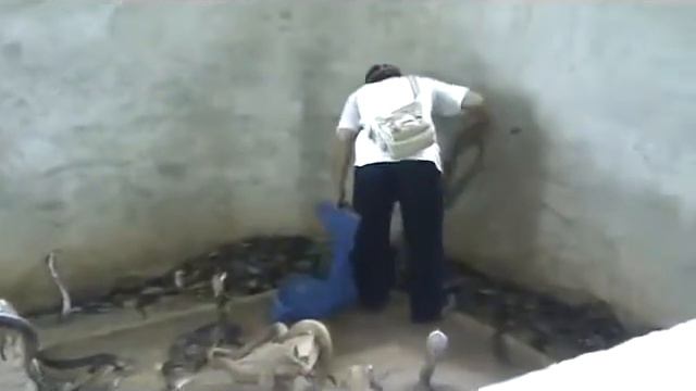 Укротитель змей смотреть онлайн