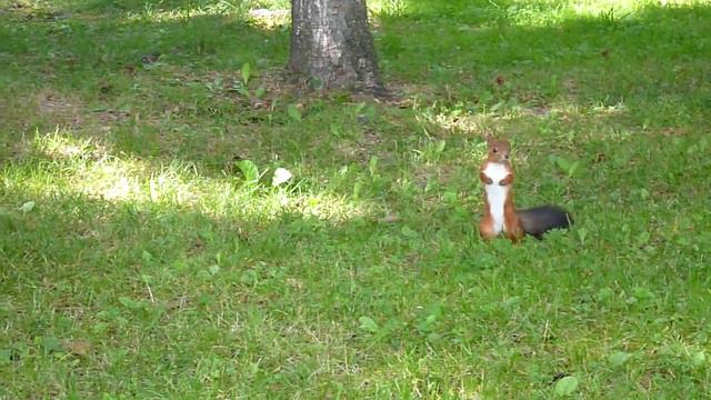 Томск лагерный сад Белочка 2 смотреть онлайн