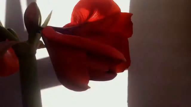 Office flower magic. 7 days time lapse. смотреть онлайн