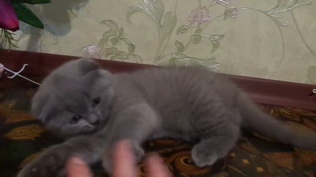 Продаются шотландские котята смотреть онлайн
