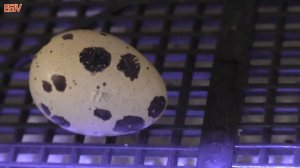 ПЕРЕПЕЛА ТЕХАСЦЫ ИНКУБАЦИЯ ЯЙЦЕНОСКОСТЬ#перепела #техасцы#инкубация