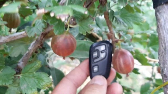 Аґрус штамбовий дозрів. Крыжовник штамбовый созрел. смотреть онлайн