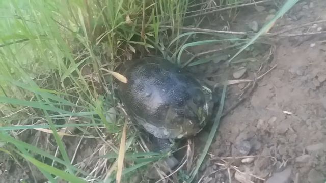 нашли черепаху на пруде смотреть онлайн