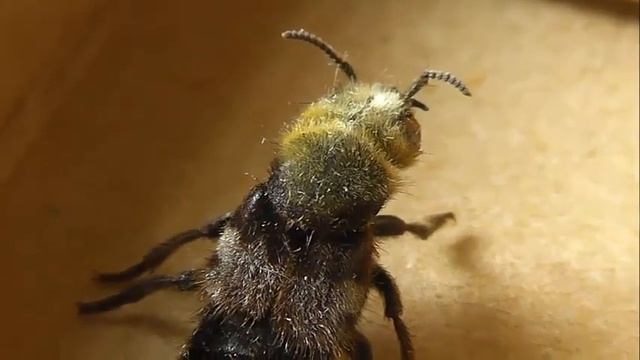 Emus hirtus (стафилин мохнатый) смотреть онлайн
