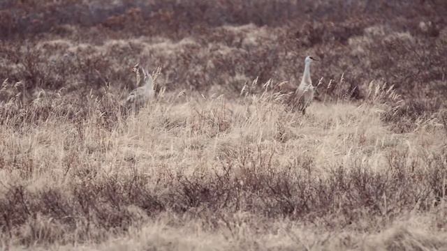 Дикая природа Чукотки смотреть онлайн