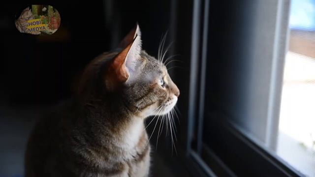 Sokak Kedileri İçin Uygun Fiyatlı Kedi Kuru Mama Önerileri смотреть онлайн