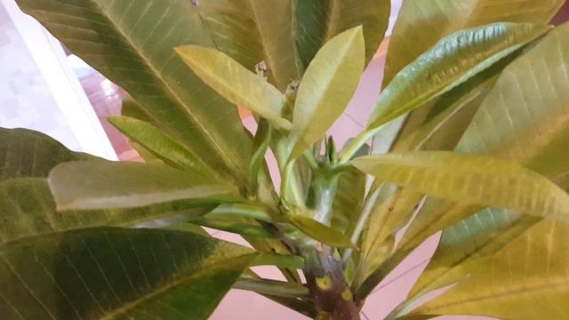 Плюмерия. Нашествие клеща (( смотреть онлайн