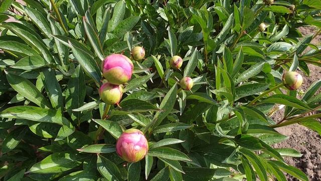 Бутон пиона с футбольный мяч. Пасынкуем и наслаждаемся размером цветка. смотреть онлайн