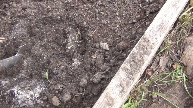 Посадка капусты в открытый грунт. Чем заправлять лунки. смотреть онлайн