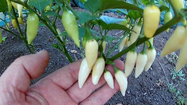 Coyote Zan White. Острый перец - Койот Зан Белый смотреть онлайн