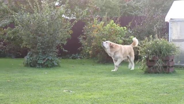 Испанский мастиф. питомник испанских мастифов Флоулесс Стайл. spanish mastiff смотреть онлайн