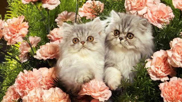 Музыка из рекламы. От нее где-то в сердце становится... смотреть онлайн