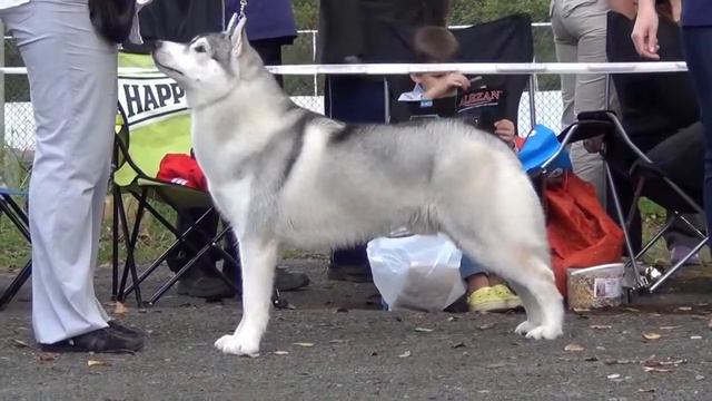 Бэст 5 группы Екатеринбург Мой чемпион 24 08 2014 смотреть онлайн