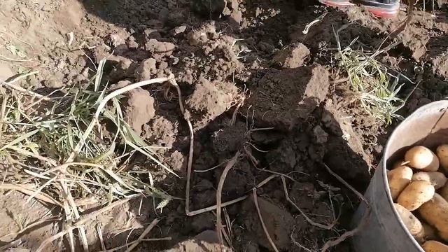 Картофель Кубанка смотреть онлайн