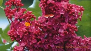 Сирень обыкновенная Красная Москва ? обзор: как сажать, саженцы сирени Красная Москва