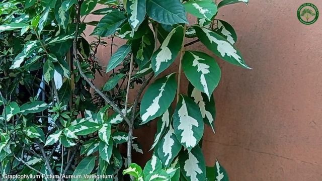 Graptophyllum Pictum 'Aureum Variegatum' | Ornamental Shrubs & Trees | ?? Panama | смотреть онлайн