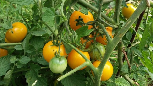 томат-черри Голд Наггет (Gold Nugget) смотреть онлайн