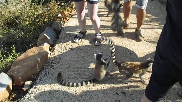 Amazonas Park Crete - Lemurs смотреть онлайн