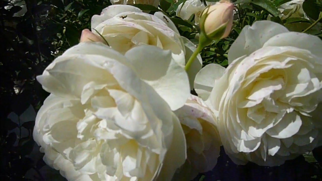 Помощь розам весной. смотреть онлайн